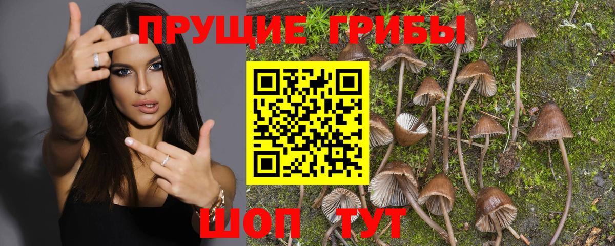 Псилоцибиновые грибы MAGIC MUSHROOMS Старая Русса